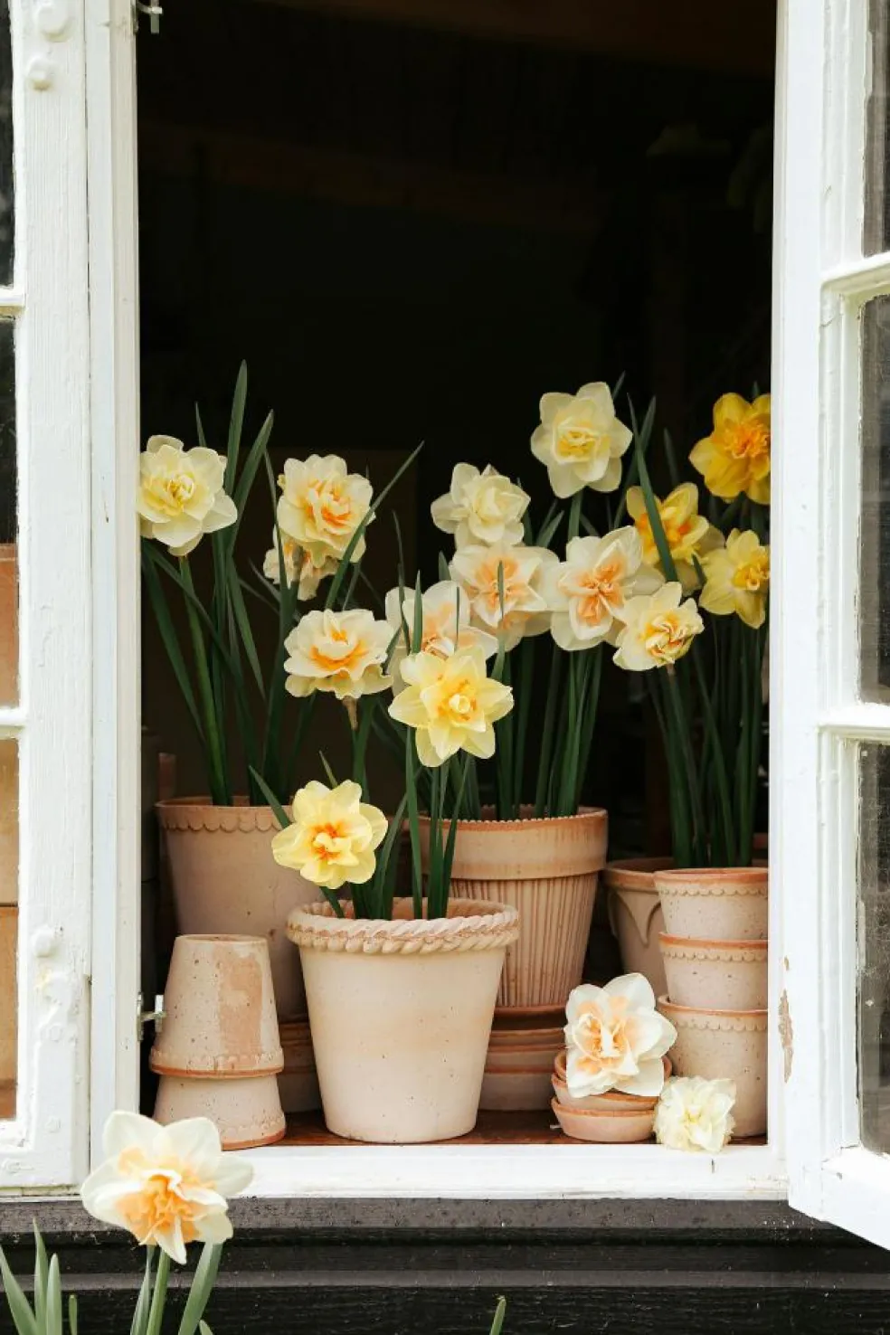 Emilia Pot Rose Pot Rose, 18 cm