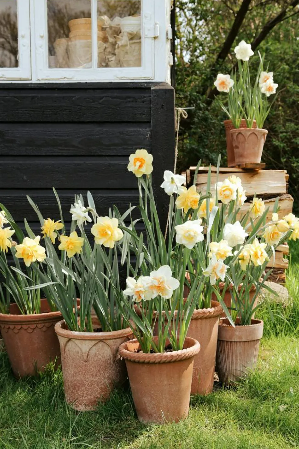 Emilia Pot Rose Pot Rose, 18 cm