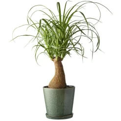 Gastro Pot With Saucer Ø14 cm, Black/Green