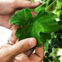 Pot Terracotta 23 cm, Brown