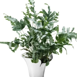 Bloom Botanica Flower Pot, Medium, 190mm