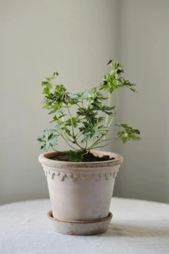 Copenhagen Pot With Saucer 16 cm, Amber Yellow