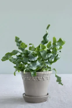 Copenhagen Pot With Saucer 16 cm, Amber Yellow