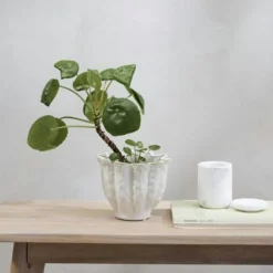 Ellia Jar With Lid, White