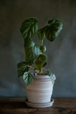 Planet Pot With Saucer Grey Ø16 cm